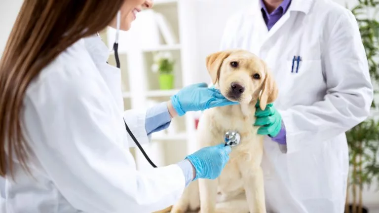 #MejoresAmigos brinda atención veterinaria gratuita a animales de personas en situación de vulnerabilidad.