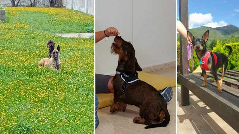 Acompañamiento canino en los juzgados de Huelva con AUVA