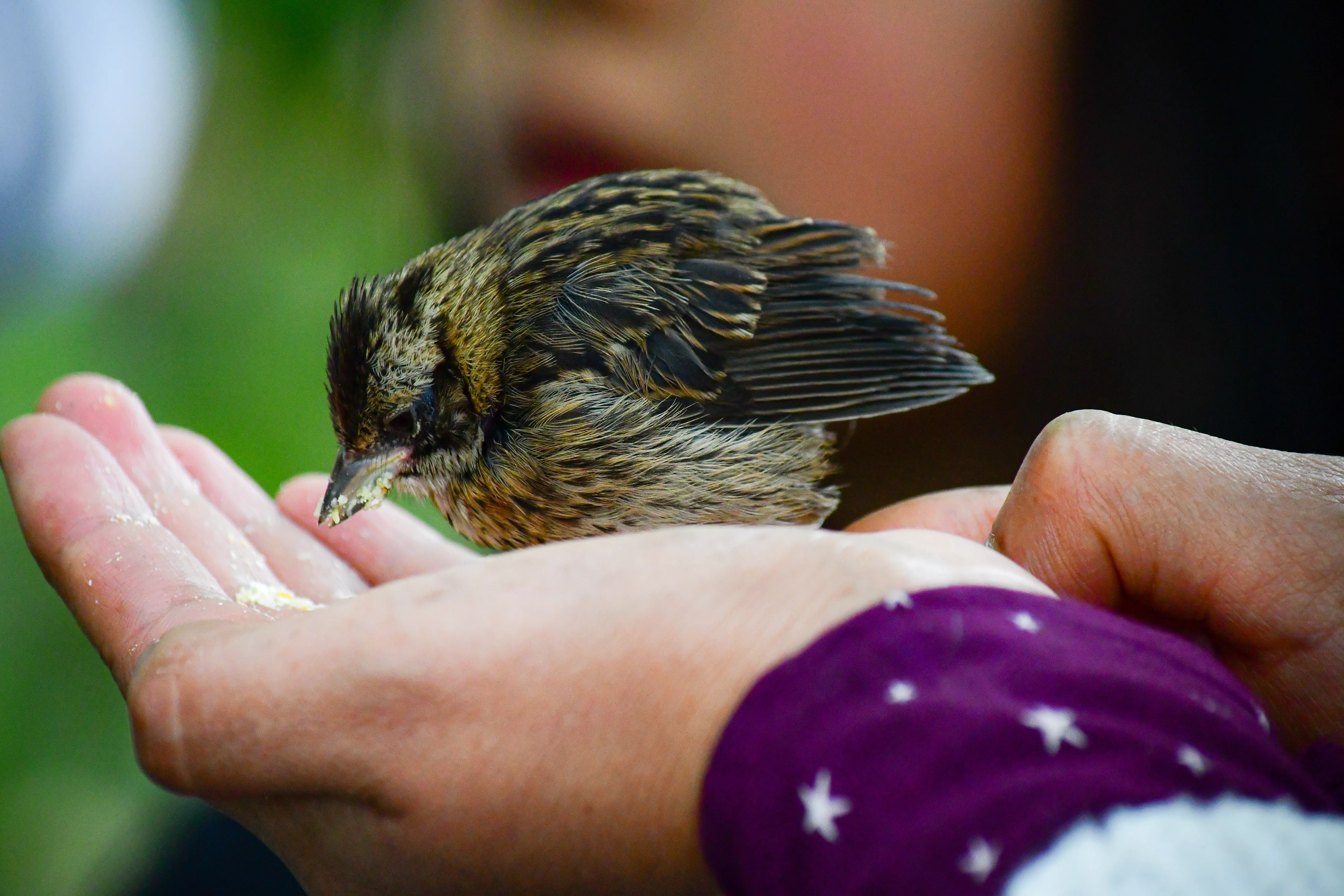 Guía y recursos para rescatar a un animal herido en España