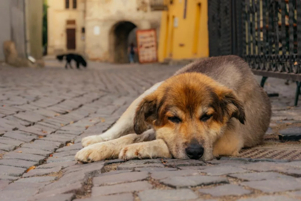 Infórmate sobre qué hacer en caso de que encuentres un animal herido en la calle. 